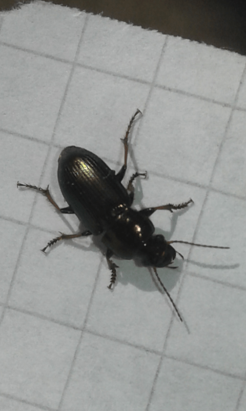 Carabidae : Harpalus sp.?  S, Harpalus cfr.  distinguendus